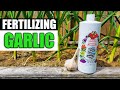 Fertilizing Your Garlic - Garden Quickie Episode 66