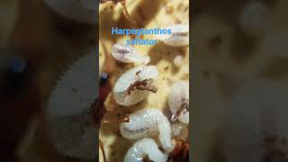 Harpegnathos saltator