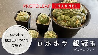 ロホホラ銀冠玉について【Lophophora decipiens】