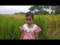 বাংলাদেশের ধান ক্ষেত rice fields in bangladesh