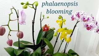 호접란  키우기,4계절 꽃 피우는 방법, 새꽃대 만들기, Phalaenopsis  orchid blooming.