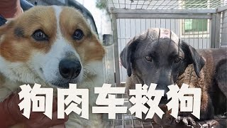 |救助流浪動物老姜||毛孩子||流浪狗|狗肉車上救的流浪狗，這次不壹樣，這次有兩只懷孕的狗，我們已經全部買了下來留在了流浪基地