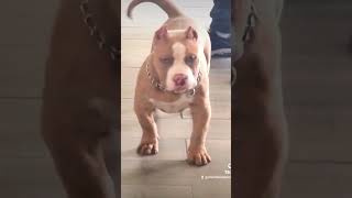 El bebé PARIS #bully #americanbully #mascota  #dogofyoutube #pet #abkc #puppy #perro #dog #bullygame