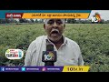 క‌రివేప‌కు సాగు లాభాలు బాగు matti manishi agriculture news 05 11 2021 10tv agri