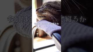 【猫動画】元野良ボス猫に怒られてしまった主😭💕#shorts #cat #猫のいる暮らし