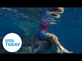 Watch: Snorkeler catches a ride from a massive whale shark | USA TODAY