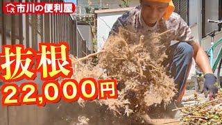 【抜根,草抜き,伐採,剪定】お家周りスッキリ作業22,000円｜千葉県市川市の便利屋！各作業料一覧、お問い合わせ先は概要欄をご覧下さい！