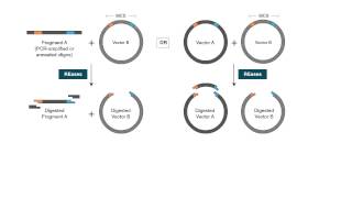 Traditional Cloning Workflow