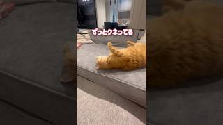 ママが暇になるとずっとクネクネしてアピる超甘えん坊の猫【とらまる】