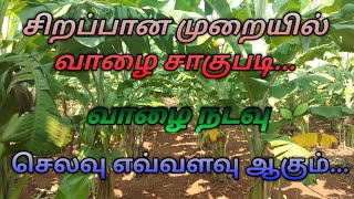 வாழை கன்று தேர்வு செய்து நடவு செய்யும் மிக சரியான முறை|#agriculture #valai #agri #farmer #vivasayam