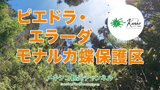 【モナルカ蝶保護区 ピエドラ・エラーダ】Santuario Mariposa Monarca, Piedra Herrada