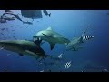 dji action 5 pro scuba shark dive beqa adventure divers fiji dji djiaction5pro sharkdive scuba