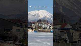 空飛ぶ白鳥♪#shorts #morioka #iwate #japan #🇯🇵