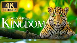 Wild Animals Kingdom 4K 🐾 Discovery Relaxation Film with Calm Relaxing Music & Nature Video