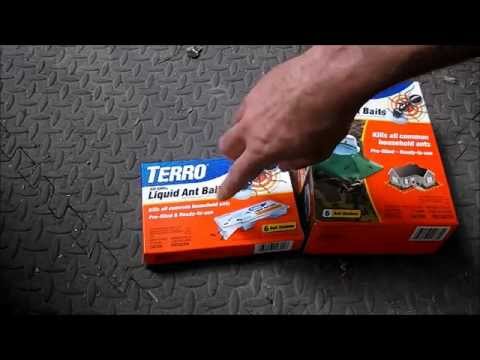 The Best Ant Bait To Get Rid Of The Whole Ant Colony The Best Ant Bait To Get Rid Of The Whole Ant Colony