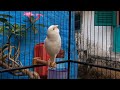 first canary singing after molting canary training song