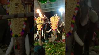 തെച്ചിക്കോട്ട്കാവ് രാമചന്ദ്രൻ #ആന #festival #elephant #thechikottukavu_ramachandran #shorts #animals