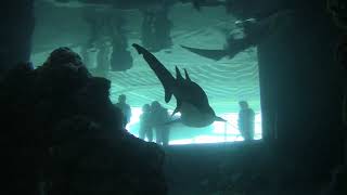 People looking at a Shark at the Universeum science museum in Gothenburg, Sweden.