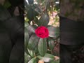 oruto walk 自然豊かな街での暮らし ☆ツバキは日本原産☆ 冬の日本庭園 tsubaki camellia 2024.12.26 japanesegarden flowers ツバキ