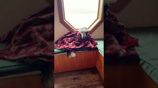 Perfect Rainy Day! | What About Bunny