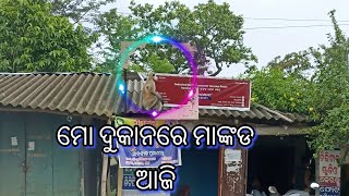 ମୋ ଦୁକାନରେ ମାଙ୍କଡ ଆଜି  ||  MO DUKAN RE MANKADA AAJI  ||ODIA VLOGER