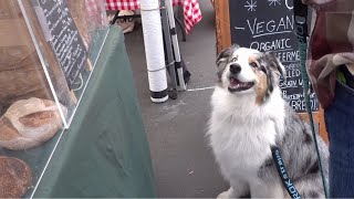 ファーマーズマーケットってどんなところ？愛犬が案内します！【Australian Shepherd】オーストラリアンシェパード