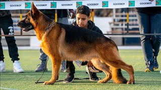 SG1 Dybala di Casa Fiorentino (VA Dingo di Casa Mary - Vega del Rioen Antico)