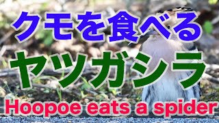 【野鳥撮影】大きなクモを食べる石垣島のヤツガシラのお食事 Hoopoe eats a spider