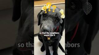 ๐ญ๐How this left out pup steals everyone's heart ๐ถโค๏ธ#animals #pets #lovestory #cute #dog