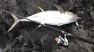 磯からキハダマグロを釣る　ショアジギング yellowfin tuna fishing