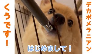 初めまして！デカポメラニアンのくうです！