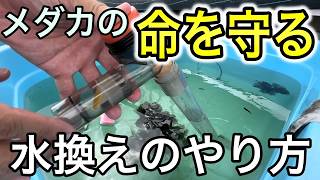 メダカを死なせない水換えのやり方！全換水と部分換水それぞれ解説します