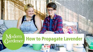 How to Propagate Lavender