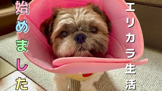 【シーズー】エリザベスカラーを付けながら過ごす犬の1日！目薬も頑張ったよ♪