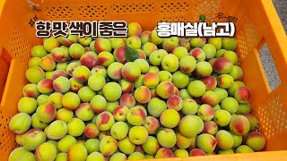 청매실 황매실 홍매실 남고매실 쪼갠매실 농장 방문 싱싱이네