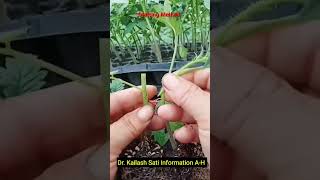 How to Graft Tomato Plant ll Grafting Method ll Tomato 🍅 ll Educational Short