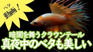 [ベタ動画]暗闇に舞う！真夜中のベタも美しい 【ビバアクア】