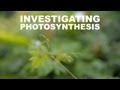 Investigating Photosynthesis