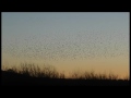 starlings at stoney middleton 2017