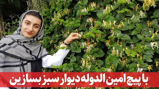 گل رونده: پیچ امین الدوله پوششی برای ساخت یه دیوار سبز lonicera