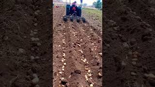 Potato Farm/Batata kadhani