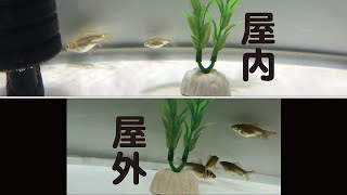 金魚の稚魚を屋外と室内で同時に育ててみる【孵化後約40日～60日】