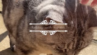 ねことブラシ🐈‍⬛自然の音/鈴虫/猫/ASMR🐈