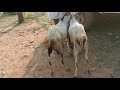 mallepalli goats market sagar highway every sunday