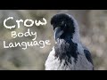 What is this crow saying?