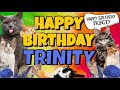 Happy Birthday Trinity! Crazy Cats Say Happy Birthday Trinity (Very Funny)