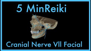 Reiki l Cranial Facial Nerve l 5 Minute Session l Healing Hands Series