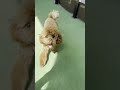 笑顔で駆け寄ってくる犬