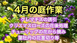 【ガーデニングを楽しもう！】マイガーデンで4月中にやっておきたい庭作業を中心にまとめました。雪柳の剪定・ビオラの仕立て直し・クレマチスの誘引・クリスマスローズの花後処理等・・#ガーデニング