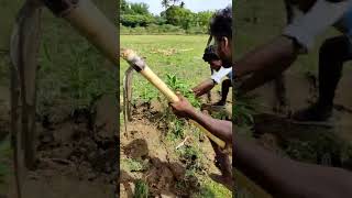 வயல் எலி பிடிச்சி சுட போறோம் | Rat hunting by village #rat #hunting #venu #village #shorts